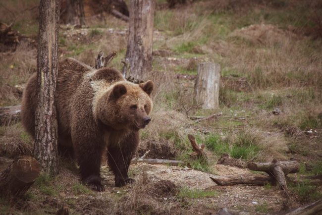 Urs observat dintr o comuna din Alba Jandarmii intervin pentru a indepartea animalul