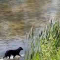 VIDEO Drama unui caine prins in apa Animalul inoata de ore intregi fara sa reuseasca sa ajunga la tarm Nici pompierii nu au reusit sa l salveze