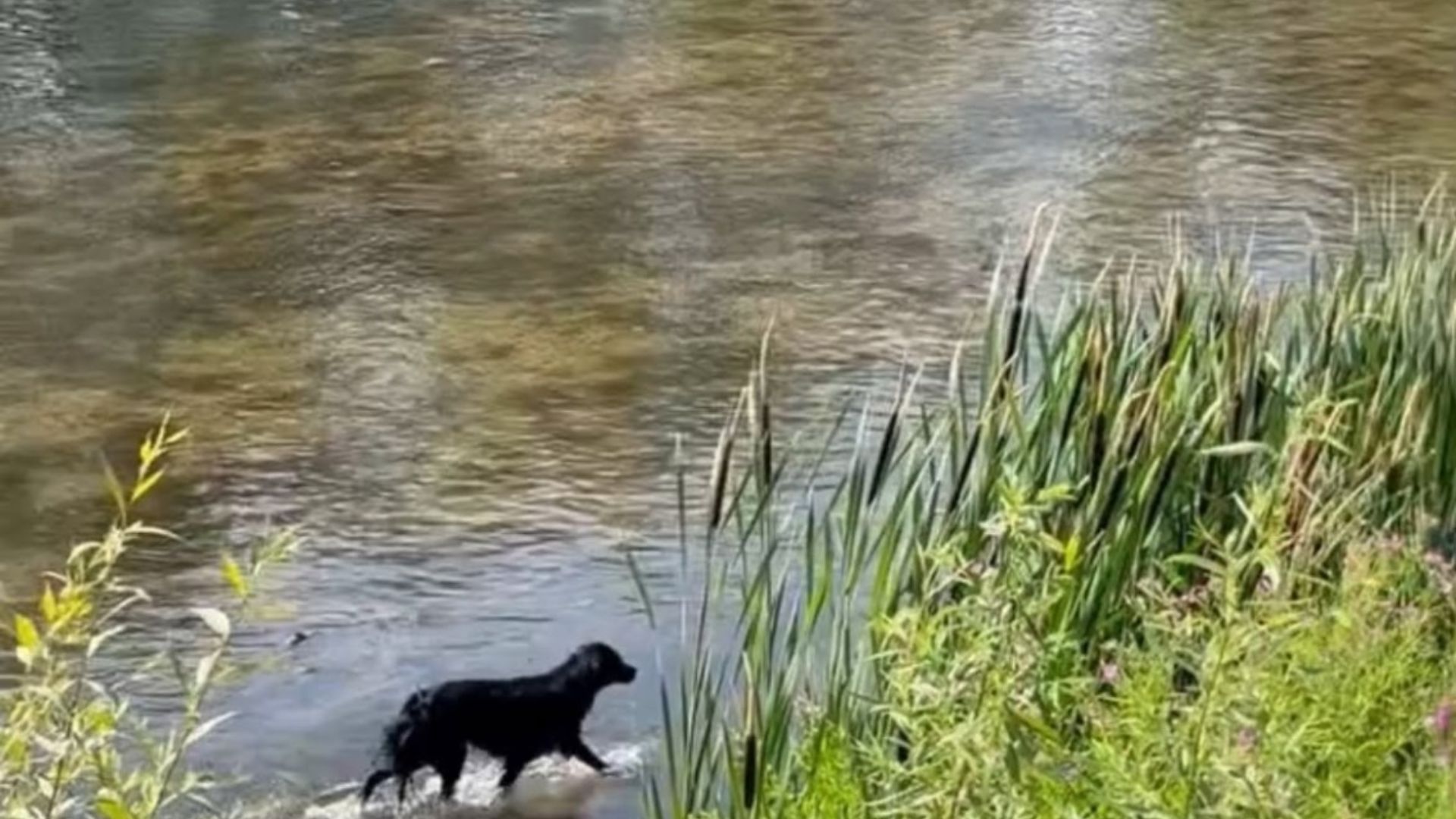 VIDEO Drama unui caine prins in apele Somesului Oamenii incearca de ore sa l aduca la mal iar pompierii nu au reusit sa l salveze