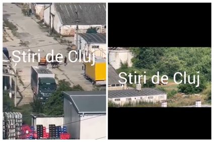 VIDEO. Scene șocante în Florești: Un bărbat prins biciuind un cal. „Am sunat imediat la poliția pentru animale”
