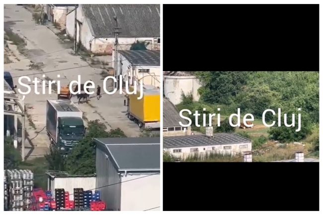 VIDEO Scene socante in Floresti Un barbat prins biciuind un cal Am sunat imediat la politia pentru animale