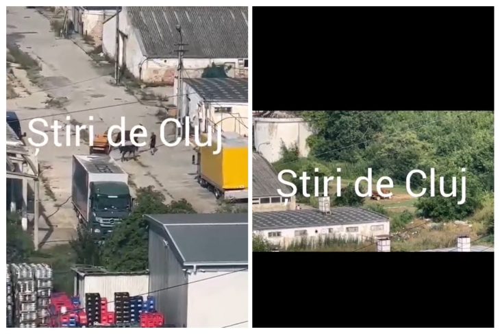 VIDEO Scene socante in Floresti Un barbat prins biciuind un cal Am sunat imediat la politia pentru animale