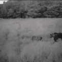 VIDEO Urs surprins de localnici in Feleacu zona Valea Capriorii Prietenul meu a reaparut Si nu este deloc mic