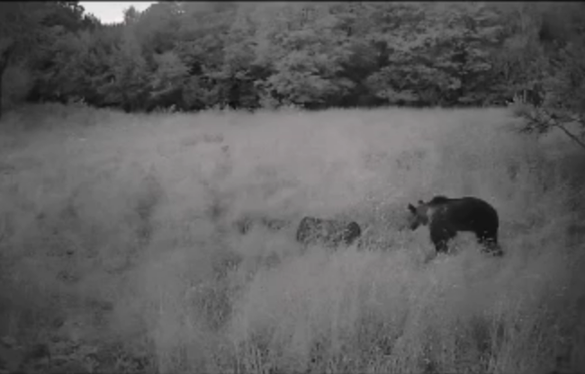 VIDEO Urs surprins de localnici in Feleacu zona Valea Capriorii Prietenul meu a reaparut Si nu este deloc mic