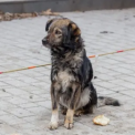 apel pentru salvarea unui caine din parcul feroviarilor din cluj napoca ii urmareste pe oameni si pare ca asteapta pe cineva