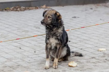 Apel pentru salvarea unui câine din Parcul Feroviarilor din Cluj-Napoca: „Îi urmărește pe oameni și pare că așteaptă pe cineva”