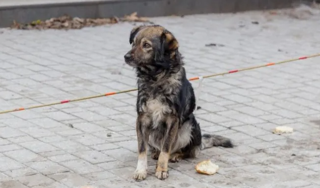 apel pentru salvarea unui caine din parcul feroviarilor din cluj napoca ii urmareste pe oameni si pare ca asteapta pe cineva