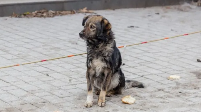 apel pentru salvarea unui caine din parcul feroviarilor din cluj napoca ii urmareste pe oameni si pare ca asteapta pe cineva