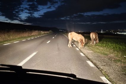 Pericol pe drumul Florești – Donath! O clujeancă a fost la un pas să lovească doi măgăruși care se aflau pe mijlocul șoselei: „O tragedie poate avea loc în orice moment!”