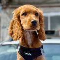 Avertisment al Politiei pentru locuitorii din Cluj Un caine lasat in masina numai doua minute poate muri Ce amenzi risca persoanele neglijente cu animalele