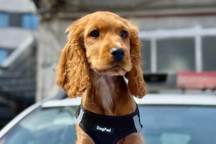 Avertisment al Poliției pentru locuitorii din Cluj: Un câine lăsat în mașină „numai două minute” poate muri: Ce amenzi riscă persoanele neglijente cu animalele.