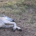 Cal lasat de izbeliste pe o pasune din Cluj Martorii sustin ca animalul este agresat constant este aici de 3 zile Vin si il palmuiesc mereu Politia a inceput o investigare