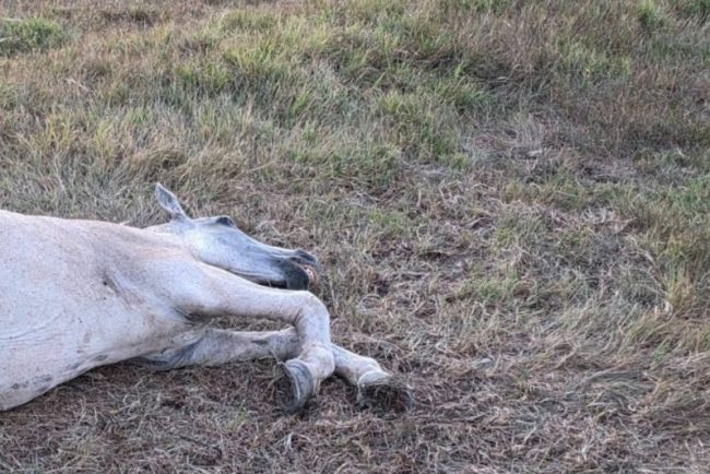Cal lasat de izbeliste pe o pasune din Cluj Martorii sustin ca animalul este agresat constant este aici de 3 zile Vin si il palmuiesc mereu Politia a inceput o investigare