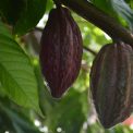 Fermierii de cacao din Ghana se expun la o pedeapsa de pana la 20 de ani de inchisoare din cauza incalcarii unei noi legi