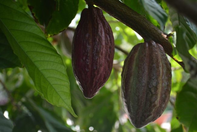 Fermierii de cacao din Ghana se expun la o pedeapsa de pana la 20 de ani de inchisoare din cauza incalcarii unei noi legi