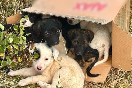 Gestul care a salvat 8 vieți în Cluj! Doi tineri au găsit cățelușii abandonați într-o cutie de carton și au sunat la Poliție: Ce s-a întâmplat cu ei.