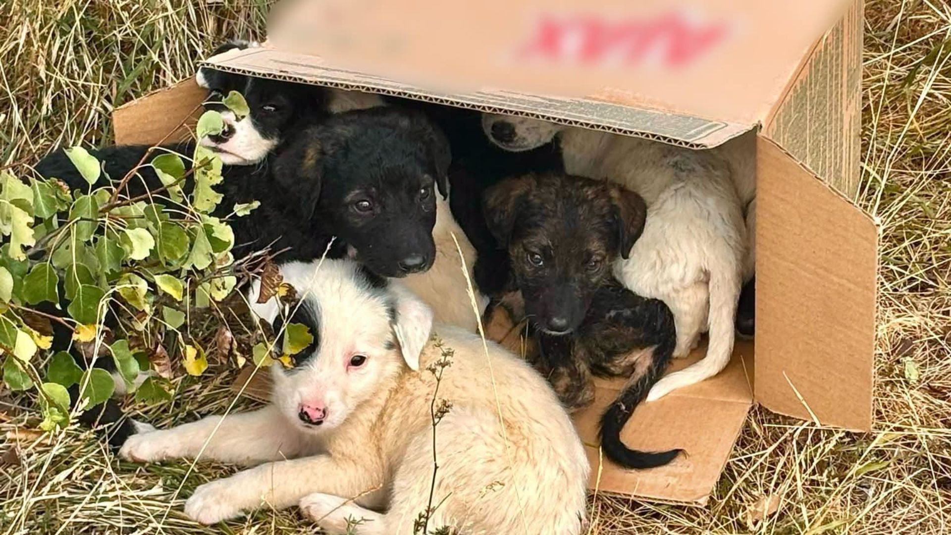 Gestul care a salvat 8 vieti in Cluj Doi tineri au gasit catelujsii abandonati intr o cutie de carton si au sunat la Politie Ce s a intamplat cu ei