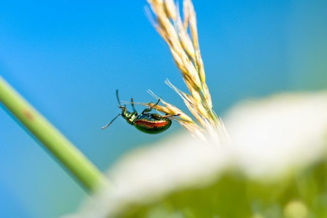 Invadatorul perfect capabil sa genereze epidemii se raspandeste la nivel global pierderile ajung la miliarde