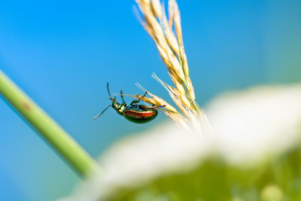 Invadatorul perfect capabil sa genereze epidemii se raspandeste la nivel global pierderile ajung la miliarde