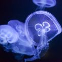 Meduzele au provocat oprirea unei centrale nucleare din Franta Trei reactoare dezactivate