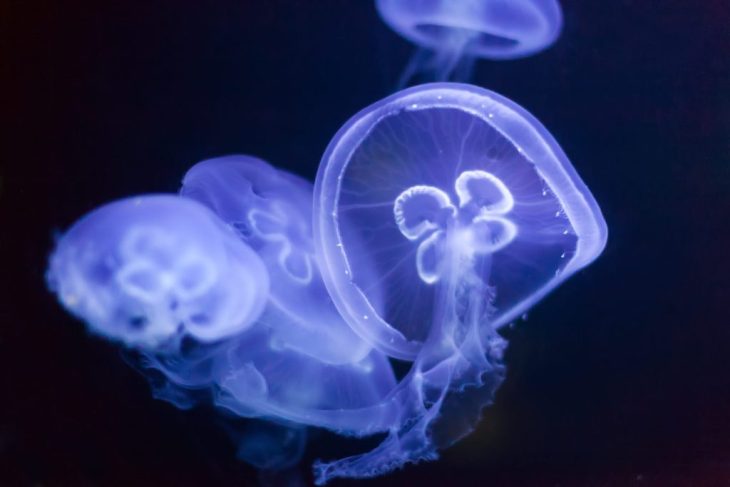 Meduzele au provocat oprirea unei centrale nucleare din Franta Trei reactoare dezactivate
