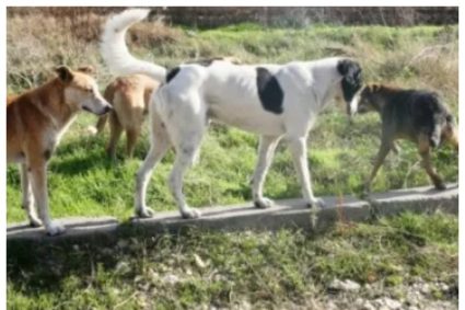 Noi reclamații dintr-un cartier din Cluj! Locatarii cer relocarea adăpostului pentru câini din cauza zgomotului.