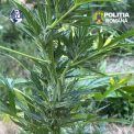 Peste 100 de plante de cannabis cu o greutate totala de 65 de kilograme descoperite in Arad
