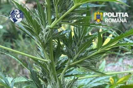 Peste 100 de plante de cannabis, cu o greutate totală de 65 de kilograme, descoperite în Arad