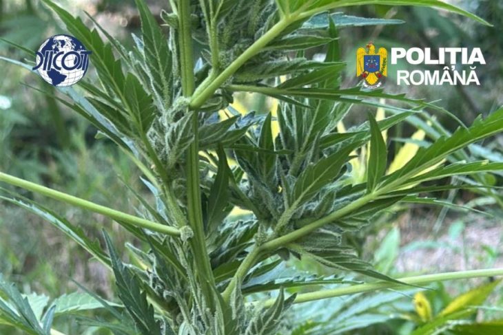 Peste 100 de plante de cannabis cu o greutate totala de 65 de kilograme descoperite in Arad