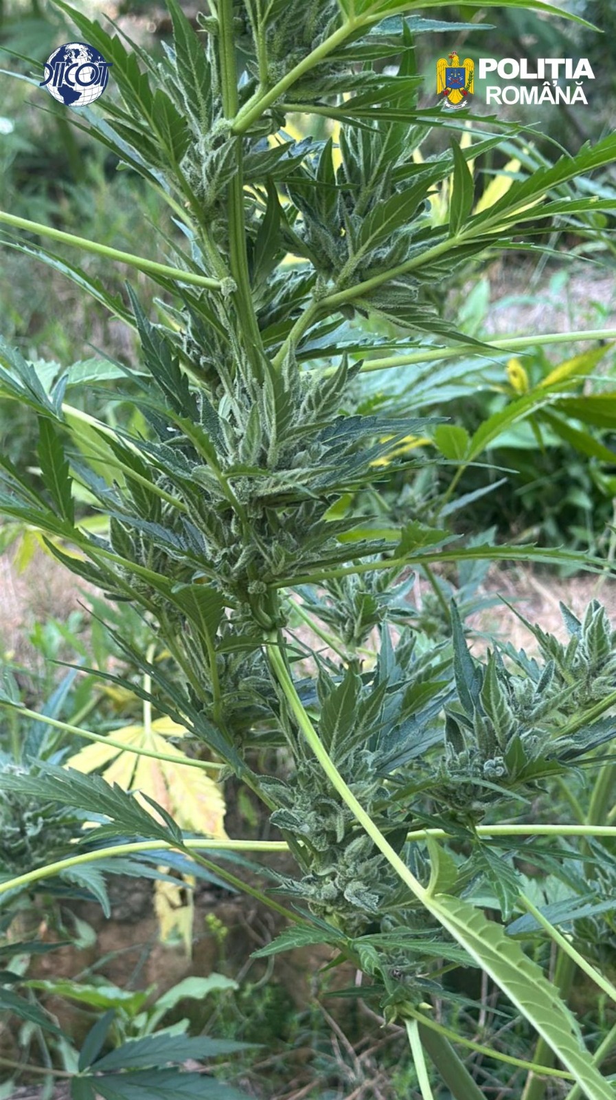 Peste 100 de plante de cannabis cu o greutate totala de 65 de kilograme descoperite in Arad