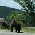 Romania in presa italiana aproape 900 de ursi pot fi vadati in 2026 si 2027