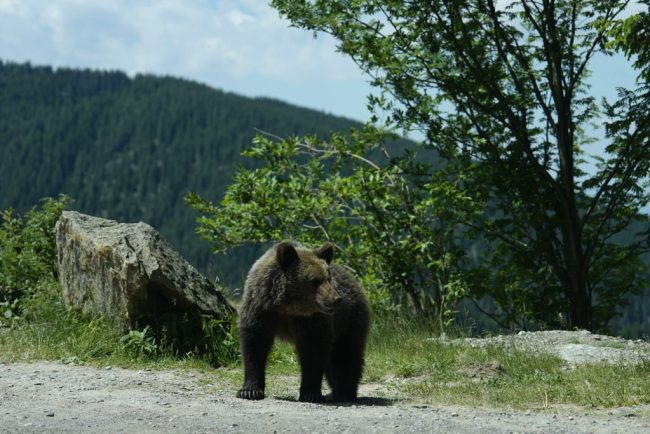 Romania in presa italiana aproape 900 de ursi pot fi vadati in 2026 si 2027