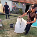 Sarpe de aproximativ un metruc capturat in curtea unei case din Arad