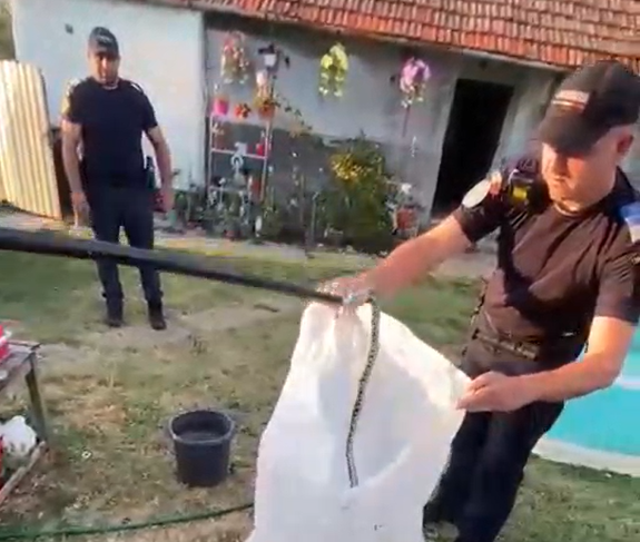 Sarpe de aproximativ un metruc capturat in curtea unei case din Arad