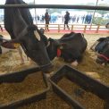 Subventii noi pentru fermierii de bovine si porcine Parlamentul a aprobat masuri mai severe impotriva pestei porcine africane