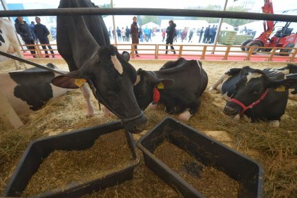 Subventii noi pentru fermierii de bovine si porcine Parlamentul a aprobat masuri mai severe impotriva pestei porcine africane