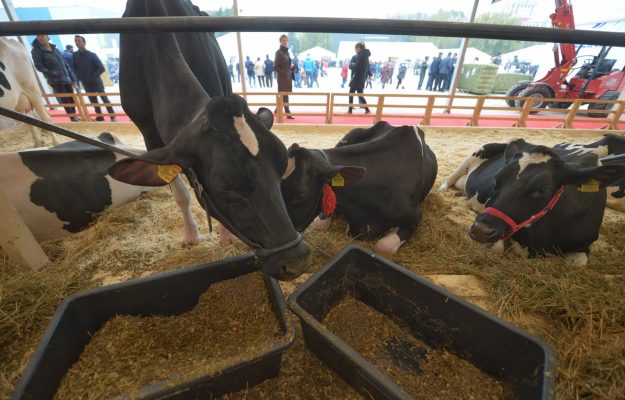 Subventii noi pentru fermierii de bovine si porcine Parlamentul a aprobat masuri mai severe impotriva pestei porcine africane