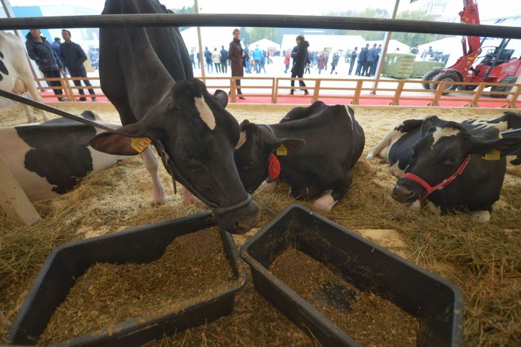 Subventii noi pentru fermierii de bovine si porcine Parlamentul a aprobat masuri mai severe impotriva pestei porcine africane