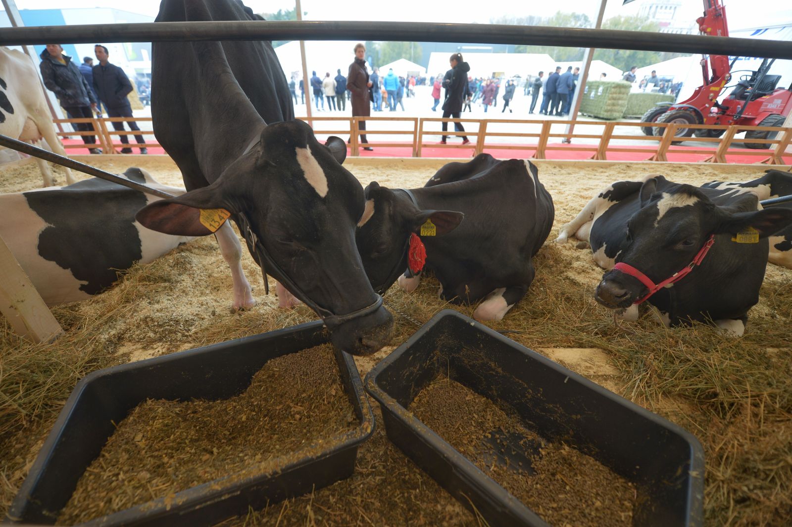 Subventii noi pentru fermierii de bovine si porcine Parlamentul a aprobat masuri mai severe impotriva pestei porcine africane