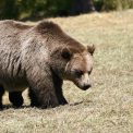 Urs vazut in Miercurea Ciuc in zona Ciba Autoritatile au emis un mesaj RO Alert