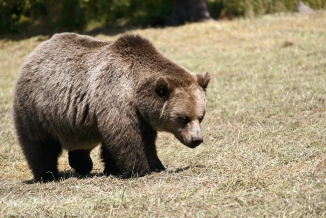 Urs vazut in Miercurea Ciuc in zona Ciba Autoritatile au emis un mesaj RO Alert