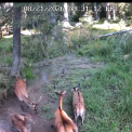 VIDEO O multime de caprioare adorabile au gasit strandul perfect in Cluj E destul de aglomerat in ap dar te obisnuiesti fiindca e foarte cald la Cluj monsser