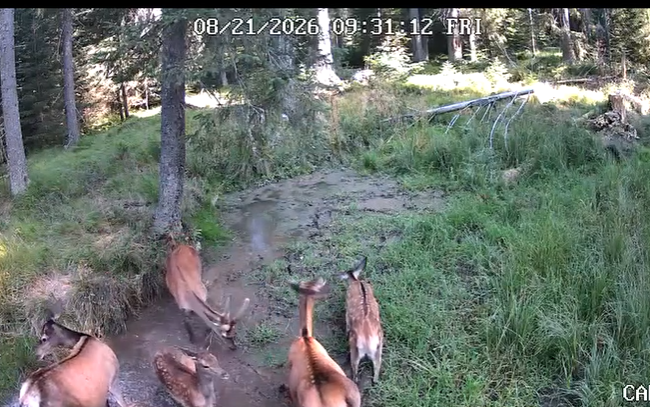 VIDEO O multime de caprioare adorabile au gasit strandul perfect in Cluj E destul de aglomerat in ap dar te obisnuiesti fiindca e foarte cald la Cluj monsser