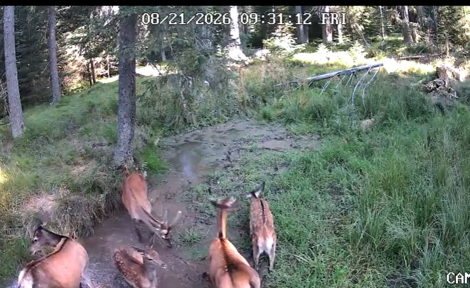 VIDEO O multime de caprioare adorabile au gasit strandul perfect in Cluj E destul de aglomerat in ap dar te obisnuiesti fiindca e foarte cald la Cluj monsser