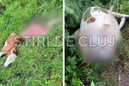 VIDEO. Un lup distruge o fermă din Cluj: Doi viței uciși într-o săptămână: „Nu știm ce să facem, nu mai avem cu ce să trăim”