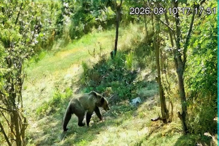 VIDEO Urs in Cluj Animalul a fost filmat de camerele de supraveghere intr o livada aflata langa casele oamenilor Primarul Nu sau inregistrat daune