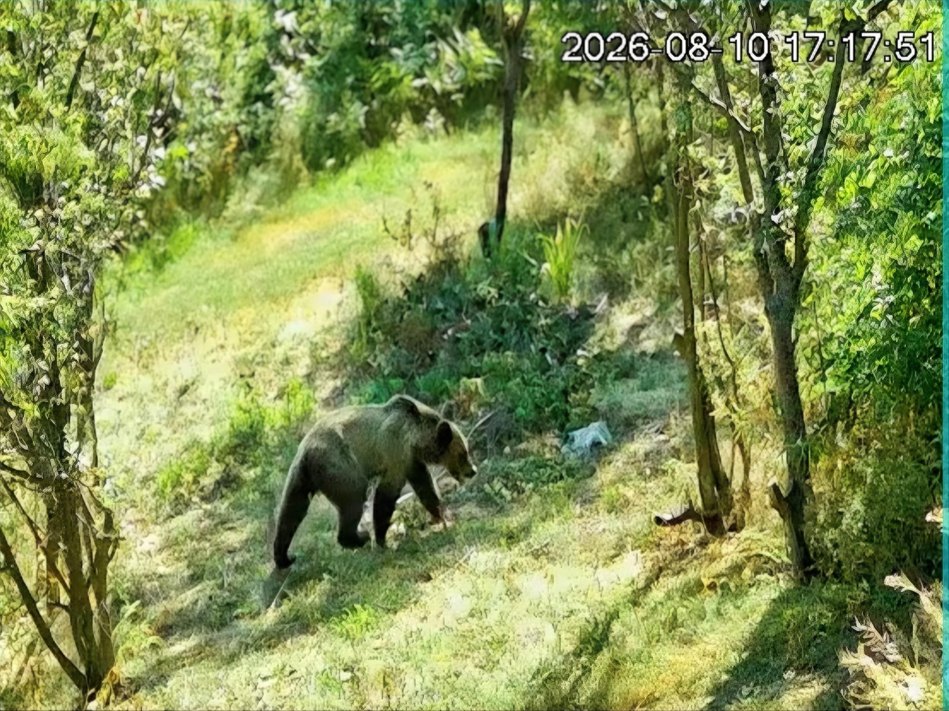 VIDEO Urs in Cluj Animalul a fost filmat de camerele de supraveghere intr o livada aflata langa casele oamenilor Primarul Nu sau inregistrat daune