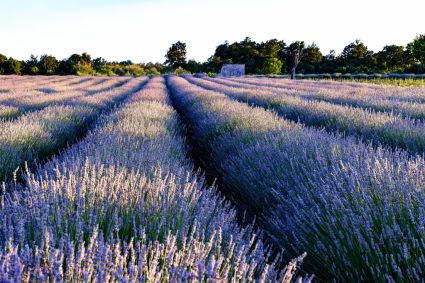 Vești bune pentru micii fermieri și floricultori: statul oferă finanțări suplimentare de 113 milioane de euro.