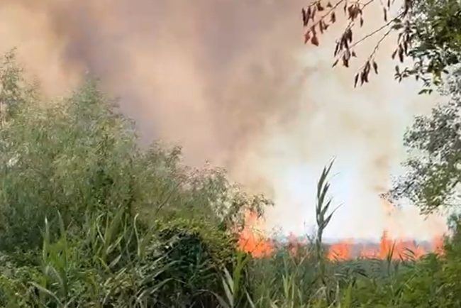 incendiu devastator in delta dunarii 700 de hectare de vegetatie uscata si padure afectate