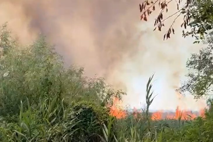 incendiu devastator in delta dunarii 700 de hectare de vegetatie uscata si padure afectate